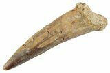 Fossil Spinosaurus Tooth - Real Dinosaur Tooth #368018-1
